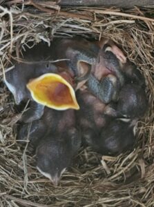 Eastern Bluebird nesting